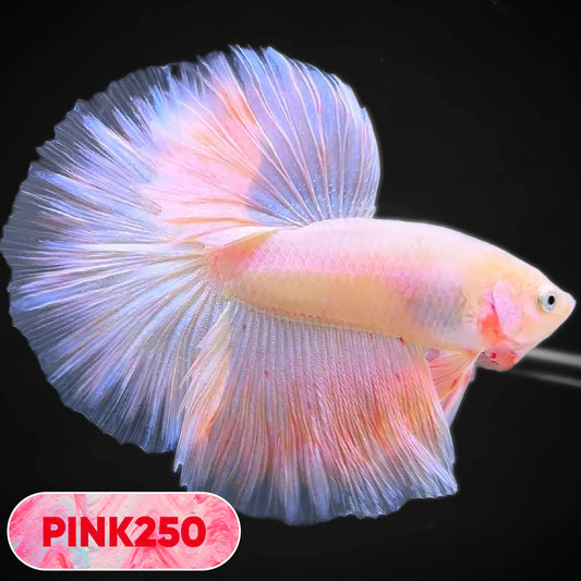 Pink Halfmoon Male Betta Fish | You Pick Fish | Order Directly From Farm