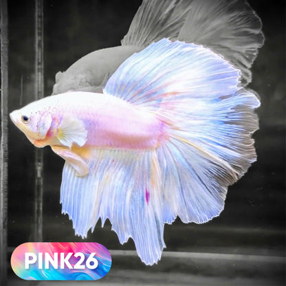 Pink Halfmoon Male Betta Fish | You Pick Fish | Order Directly From Farm