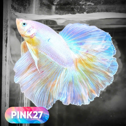 Pink Halfmoon Male Betta Fish | You Pick Fish | Order Directly From Farm
