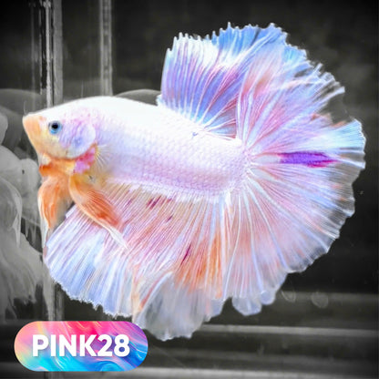 Pink Halfmoon Male Betta Fish | You Pick Fish | Order Directly From Farm