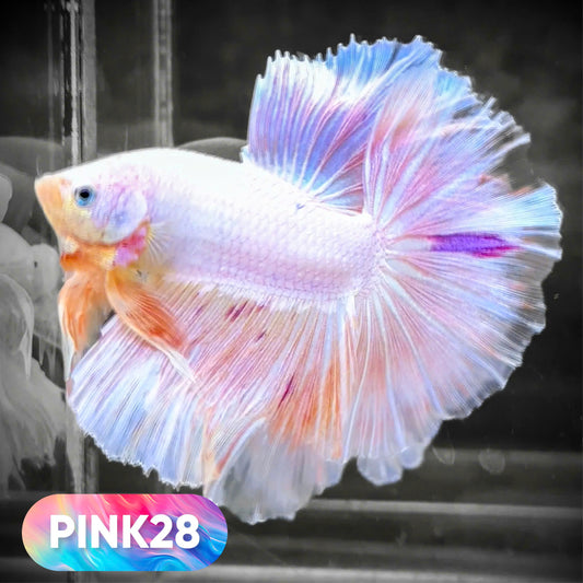 Pink Halfmoon Male Betta Fish | You Pick Fish | Order Directly From Farm