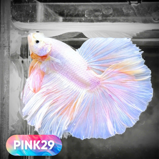 Pink Halfmoon Male Betta Fish | You Pick Fish | Order Directly From Farm