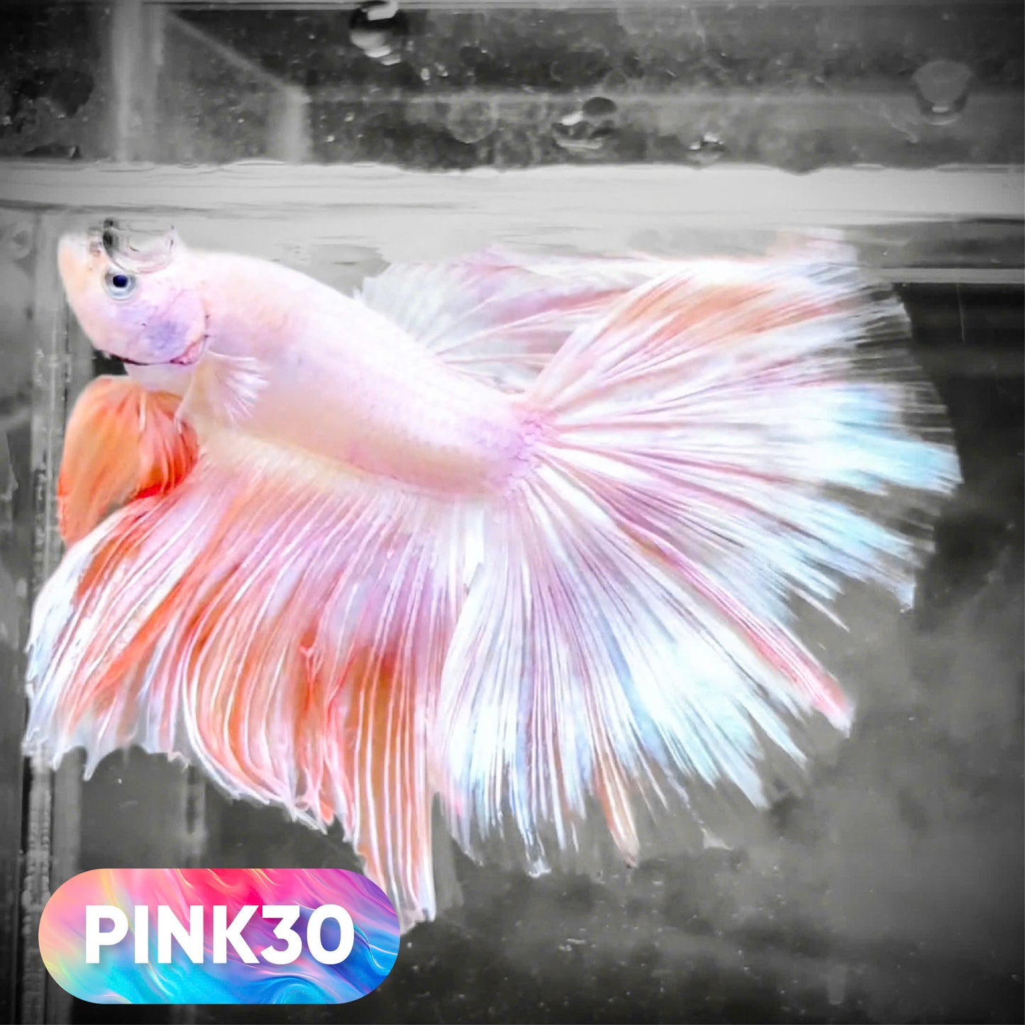 Pink Halfmoon Male Betta Fish | You Pick Fish | Order Directly From Farm