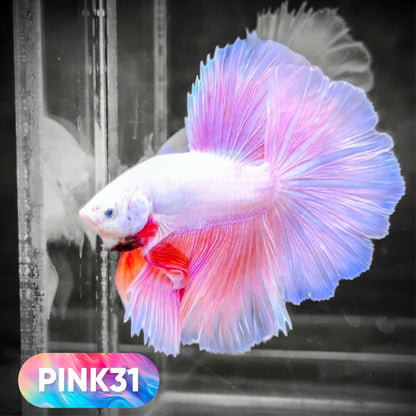Pink Halfmoon Male Betta Fish | You Pick Fish | Order Directly From Farm