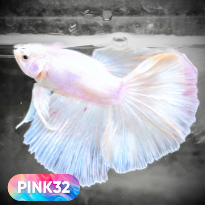 Pink Halfmoon Male Betta Fish | You Pick Fish | Order Directly From Farm