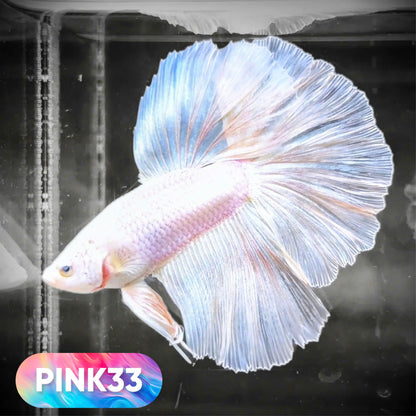 Pink Halfmoon Male Betta Fish | You Pick Fish | Order Directly From Farm