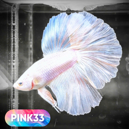 Pink Halfmoon Male Betta Fish | You Pick Fish | Order Directly From Farm