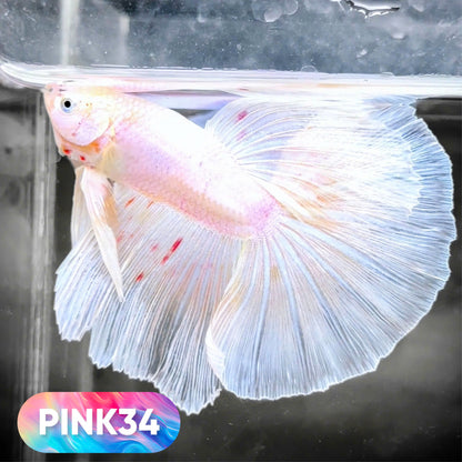 Pink Halfmoon Male Betta Fish | You Pick Fish | Order Directly From Farm
