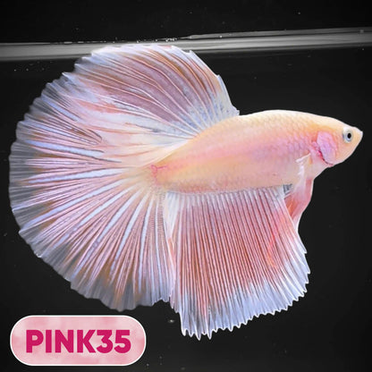 Pink Halfmoon Male Betta Fish | You Pick Fish | Order Directly From Farm