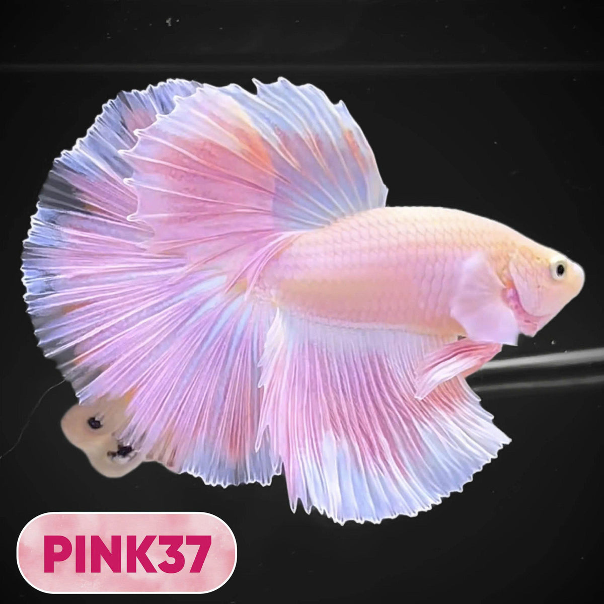 Pink Halfmoon Male Betta Fish | You Pick Fish | Order Directly From Farm