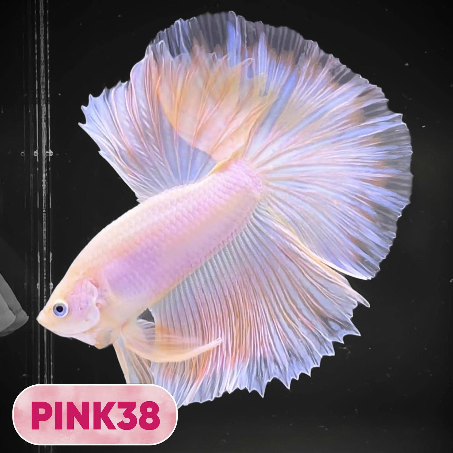 Pink Halfmoon Male Betta Fish | You Pick Fish | Order Directly From Farm