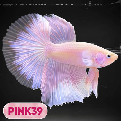 Pink Halfmoon Male Betta Fish | You Pick Fish | Order Directly From Farm