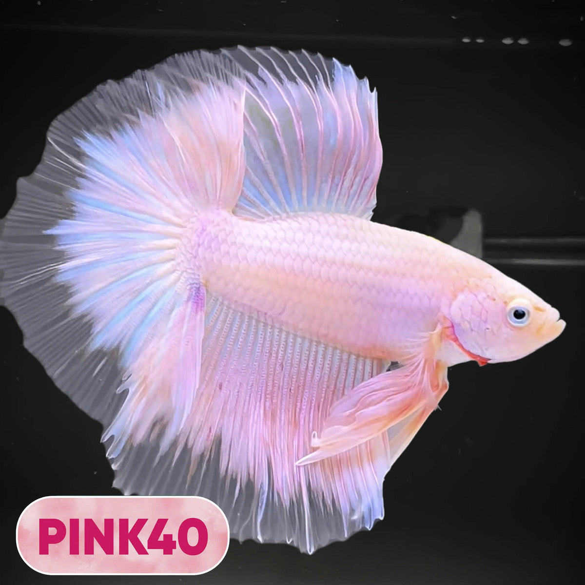 Pink Halfmoon Male Betta Fish | You Pick Fish | Order Directly From Farm