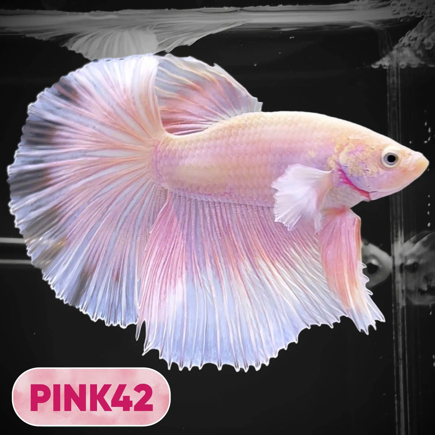 Pink Halfmoon Male Betta Fish | You Pick Fish | Order Directly From Farm