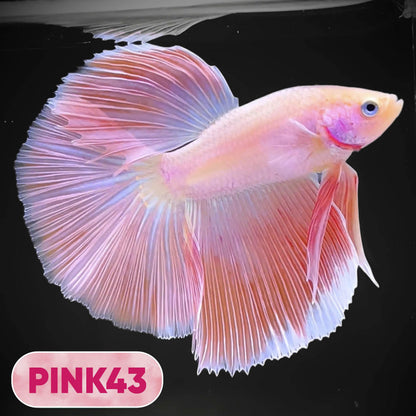 Pink Halfmoon Male Betta Fish | You Pick Fish | Order Directly From Farm