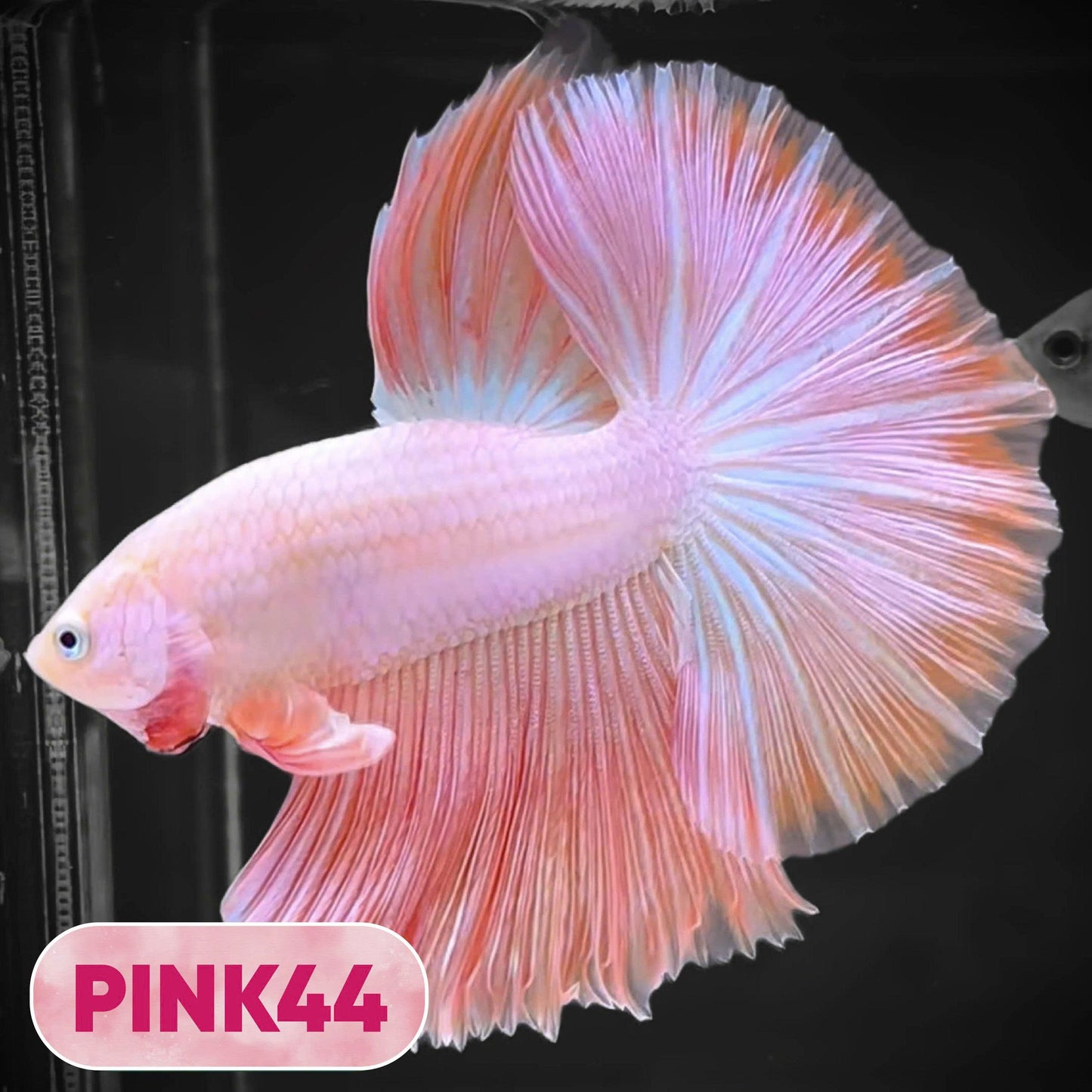 Pink Halfmoon Male Betta Fish | You Pick Fish | Order Directly From Farm