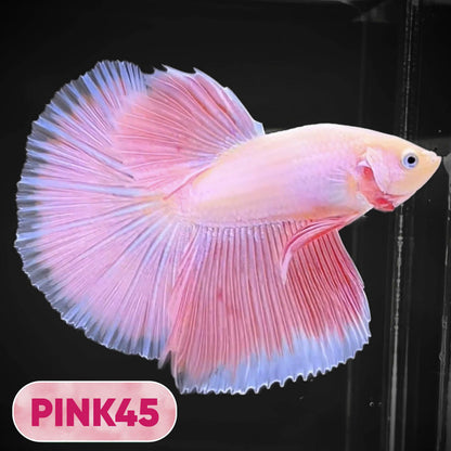 Pink Halfmoon Male Betta Fish | You Pick Fish | Order Directly From Farm