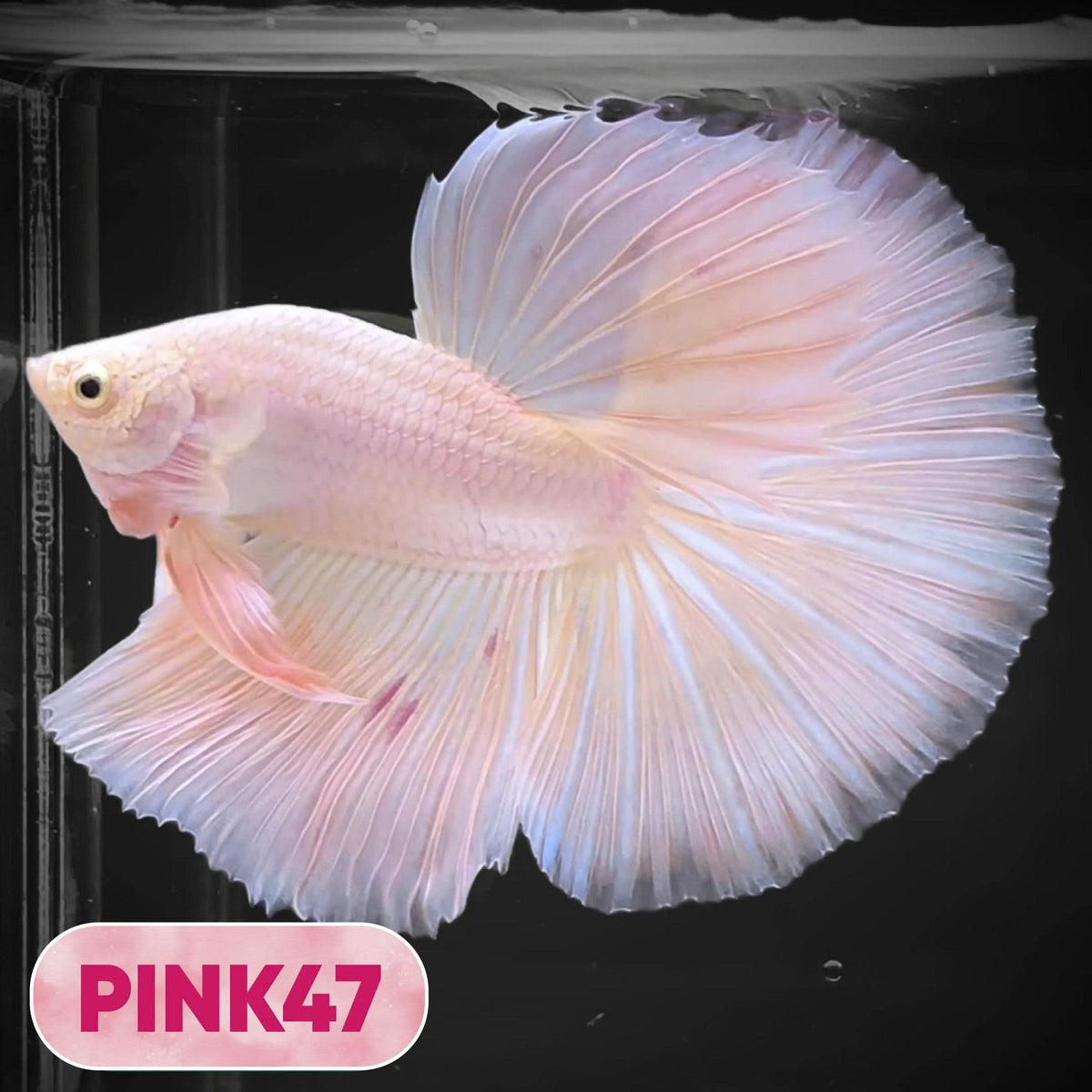 Pink Halfmoon Male Betta Fish | You Pick Fish | Order Directly From Farm