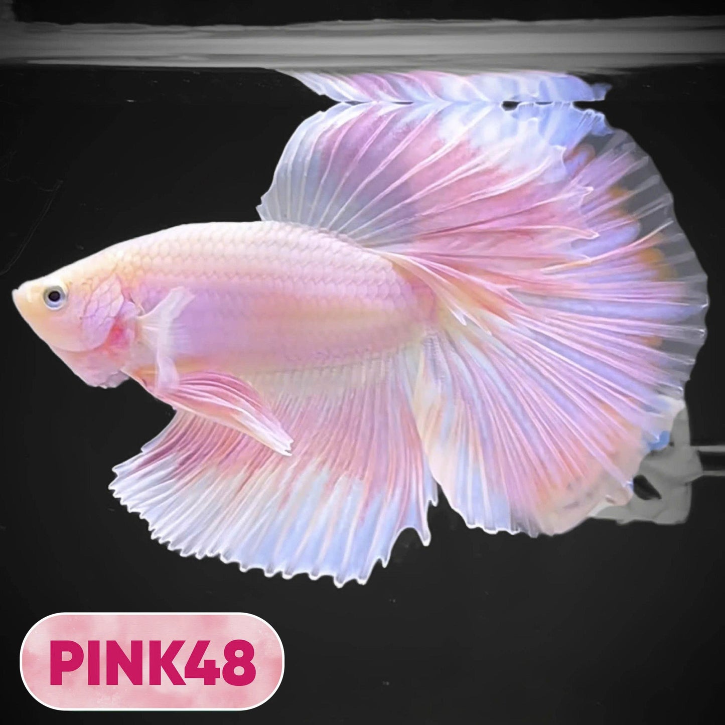 Pink Halfmoon Male Betta Fish | You Pick Fish | Order Directly From Farm