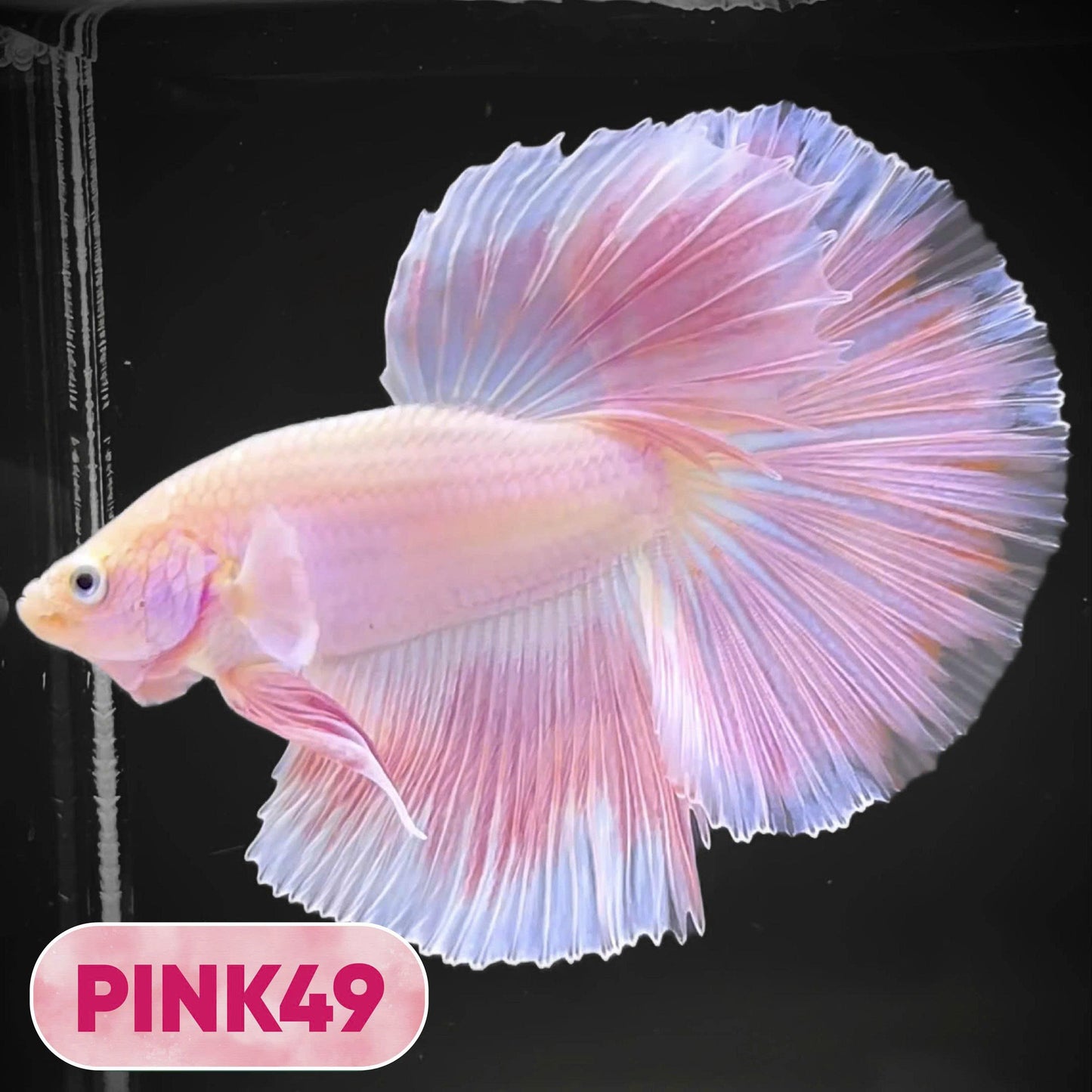 Pink Halfmoon Male Betta Fish | You Pick Fish | Order Directly From Farm