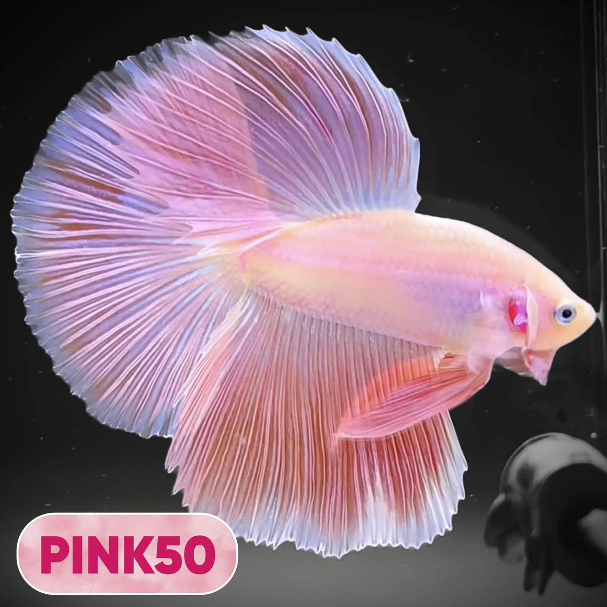 Pink Halfmoon Male Betta Fish | You Pick Fish | Order Directly From Farm