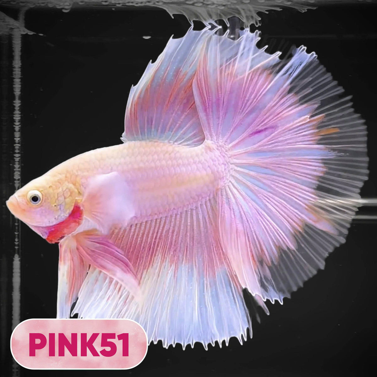 Pink Halfmoon Male Betta Fish | You Pick Fish | Order Directly From Farm