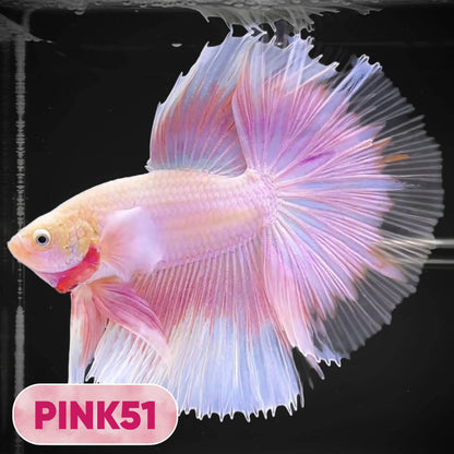 Pink Halfmoon Male Betta Fish | You Pick Fish | Order Directly From Farm