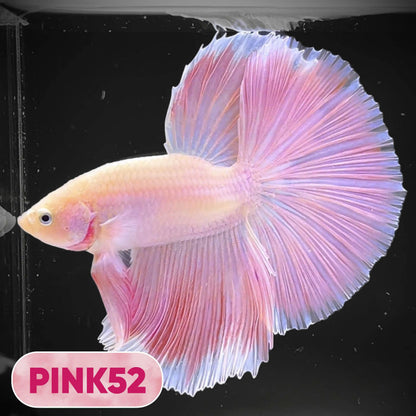 Pink Halfmoon Male Betta Fish | You Pick Fish | Order Directly From Farm