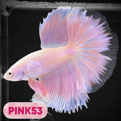Pink Halfmoon Male Betta Fish | You Pick Fish | Order Directly From Farm
