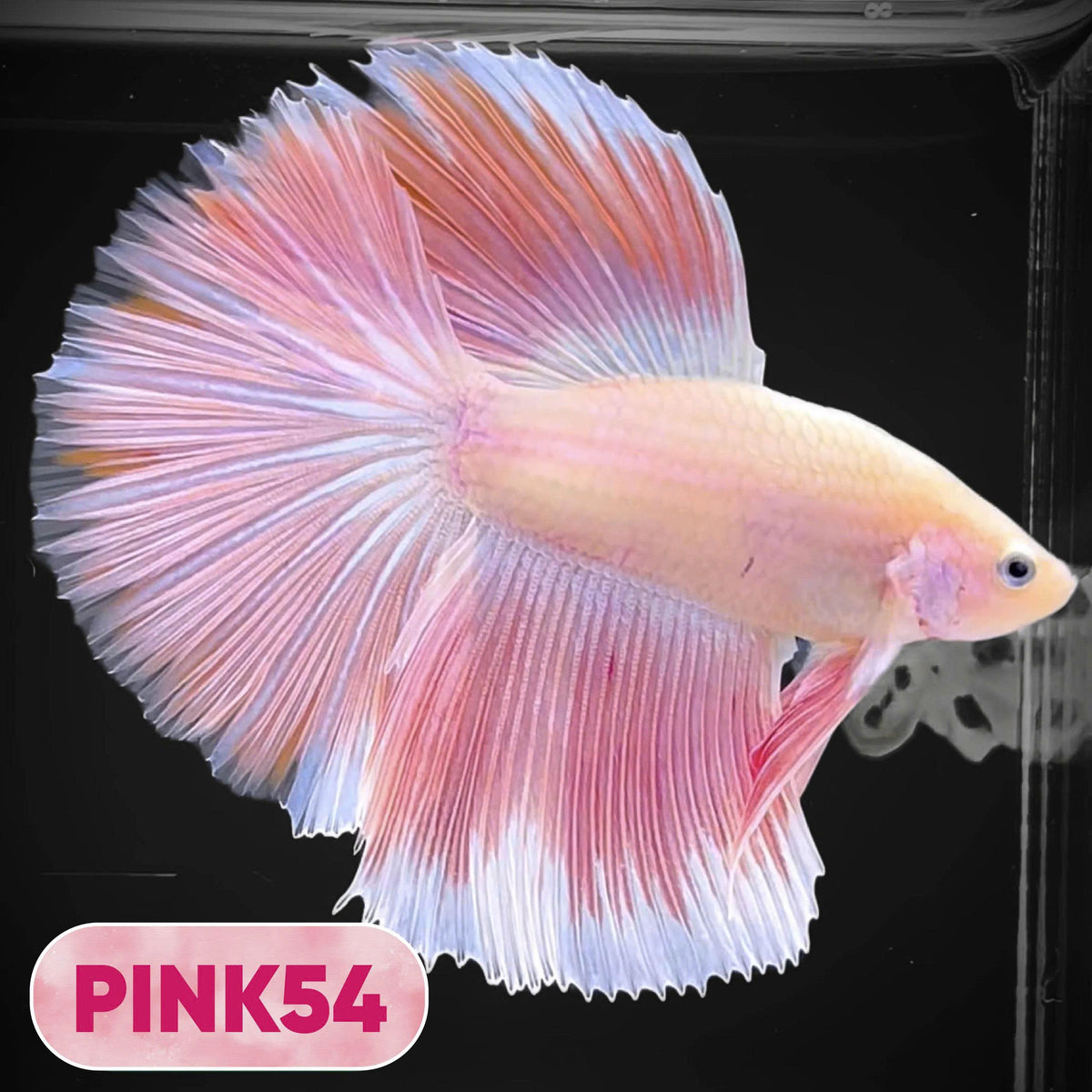Pink Halfmoon Male Betta Fish | You Pick Fish | Order Directly From Farm