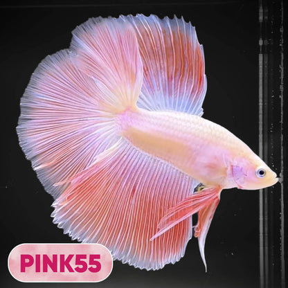Pink Halfmoon Male Betta Fish | You Pick Fish | Order Directly From Farm