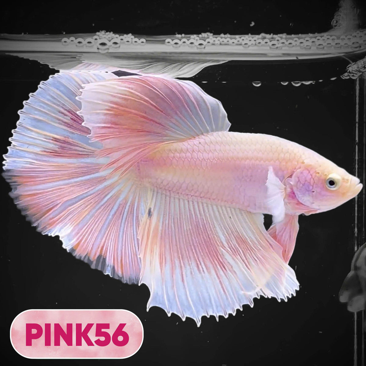 Pink Halfmoon Male Betta Fish | You Pick Fish | Order Directly From Farm