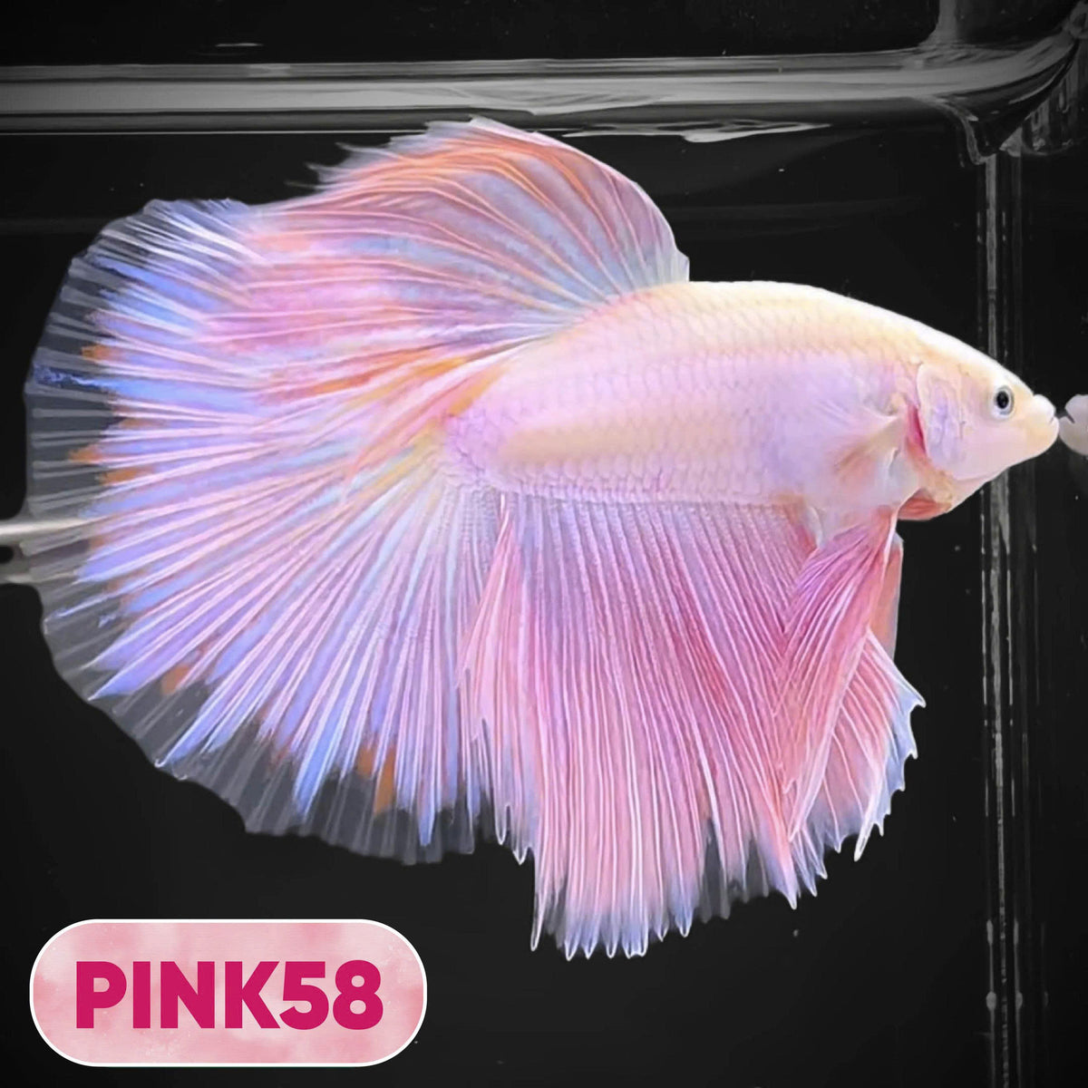 Pink Halfmoon Male Betta Fish | You Pick Fish | Order Directly From Farm