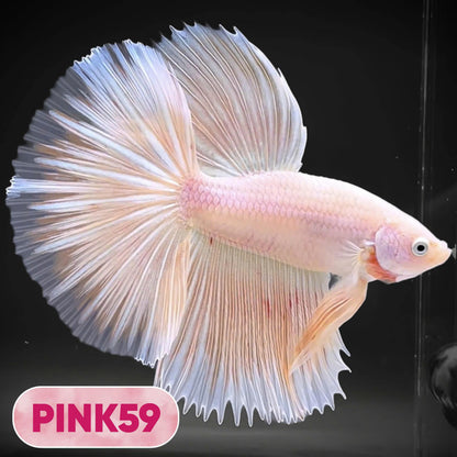 Pink Halfmoon Male Betta Fish | You Pick Fish | Order Directly From Farm