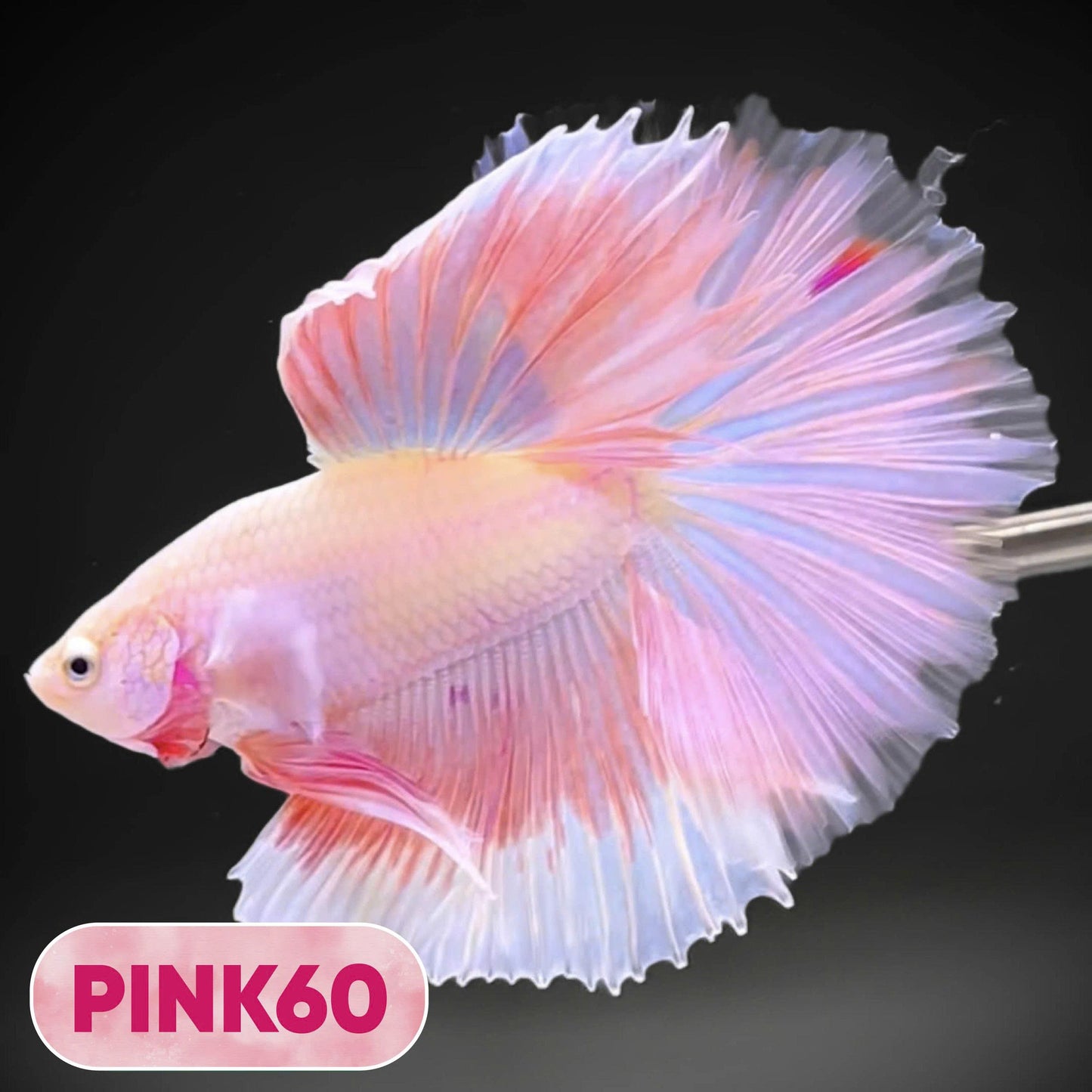 Pink Halfmoon Male Betta Fish | You Pick Fish | Order Directly From Farm