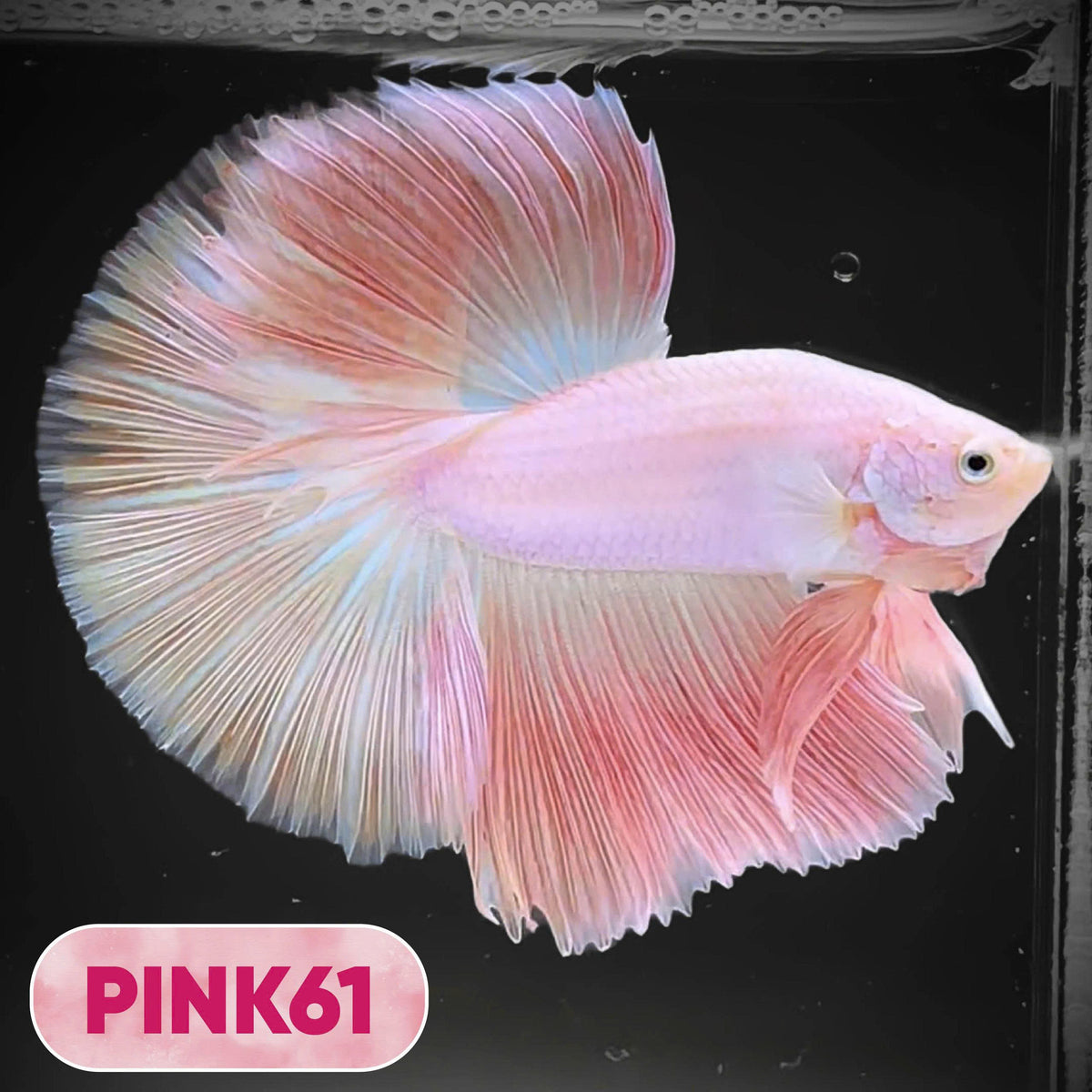 Pink Halfmoon Male Betta Fish | You Pick Fish | Order Directly From Farm