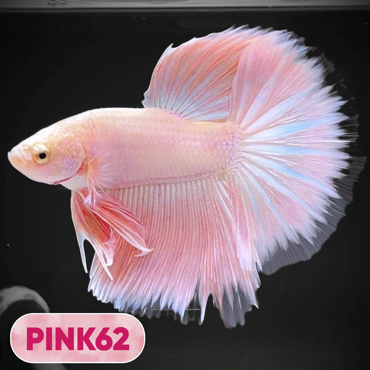 Pink Halfmoon Male Betta Fish | You Pick Fish | Order Directly From Farm