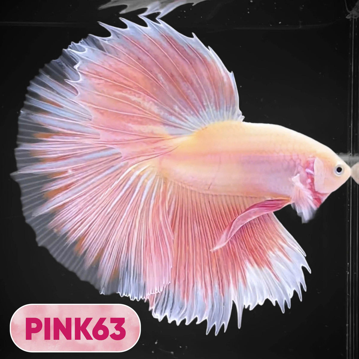 Pink Halfmoon Male Betta Fish | You Pick Fish | Order Directly From Farm