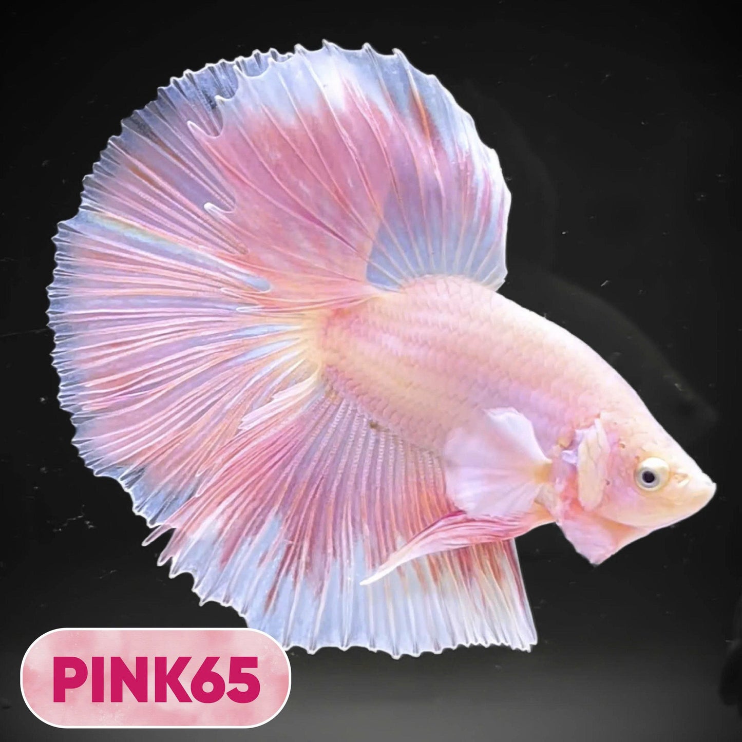 Pink Halfmoon Male Betta Fish | You Pick Fish | Order Directly From Farm