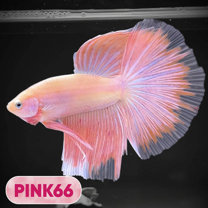 Pink Halfmoon Male Betta Fish | You Pick Fish | Order Directly From Farm