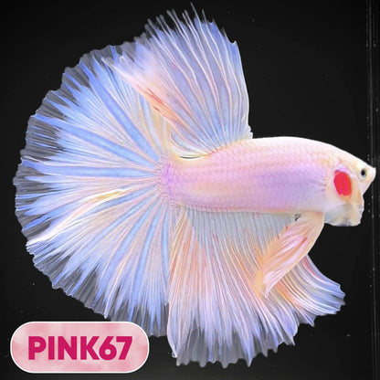Pink Halfmoon Male Betta Fish | You Pick Fish | Order Directly From Farm