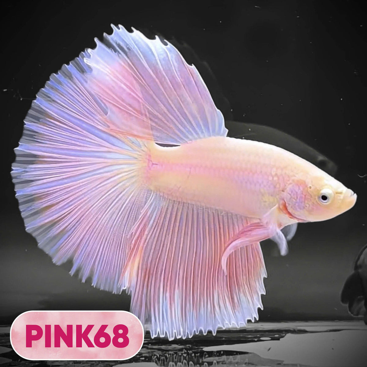 Pink Halfmoon Male Betta Fish | You Pick Fish | Order Directly From Farm