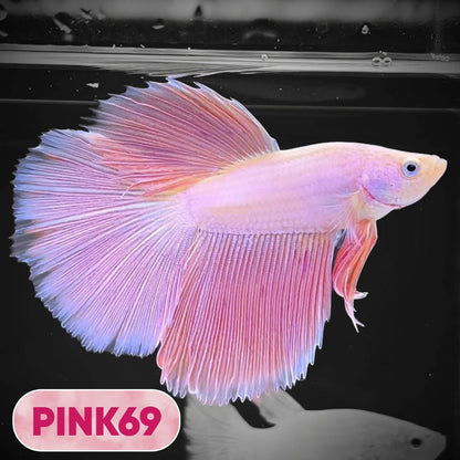 Pink Halfmoon Male Betta Fish | You Pick Fish | Order Directly From Farm