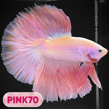 Pink Halfmoon Male Betta Fish | You Pick Fish | Order Directly From Farm