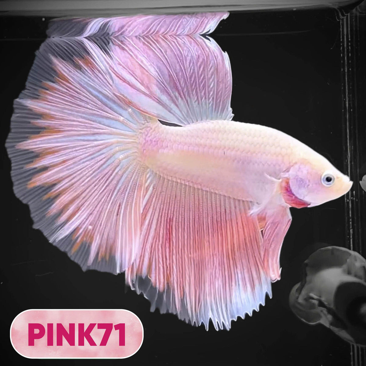 Pink Halfmoon Male Betta Fish | You Pick Fish | Order Directly From Farm