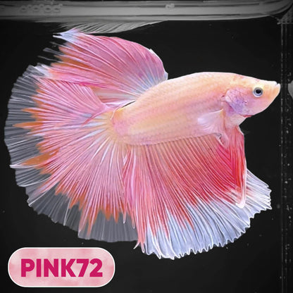Pink Halfmoon Male Betta Fish | You Pick Fish | Order Directly From Farm