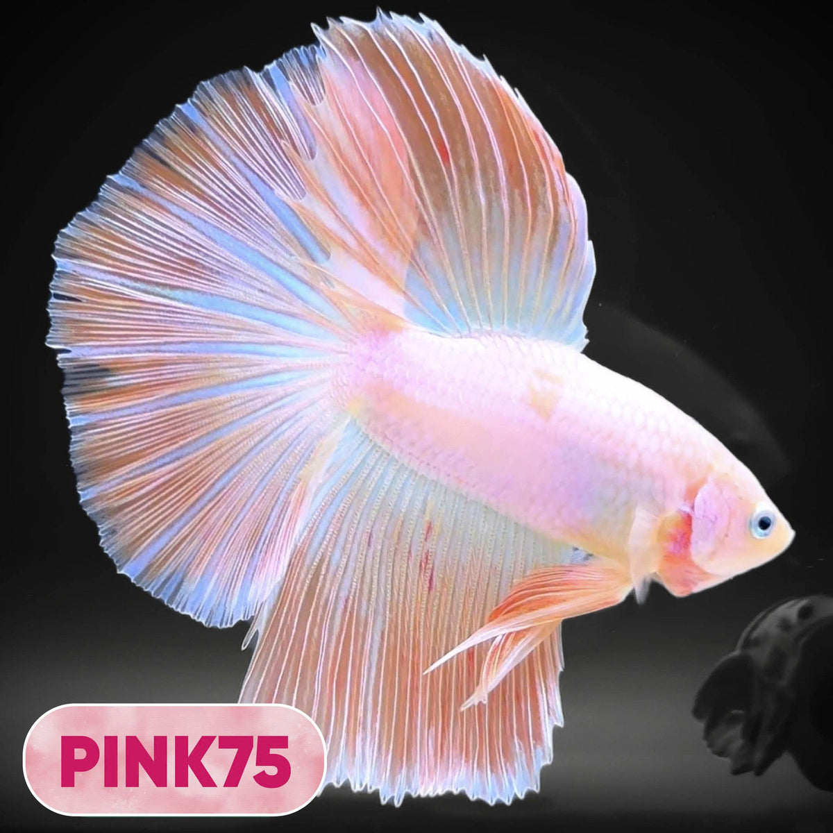 Pink Halfmoon Male Betta Fish | You Pick Fish | Order Directly From Farm