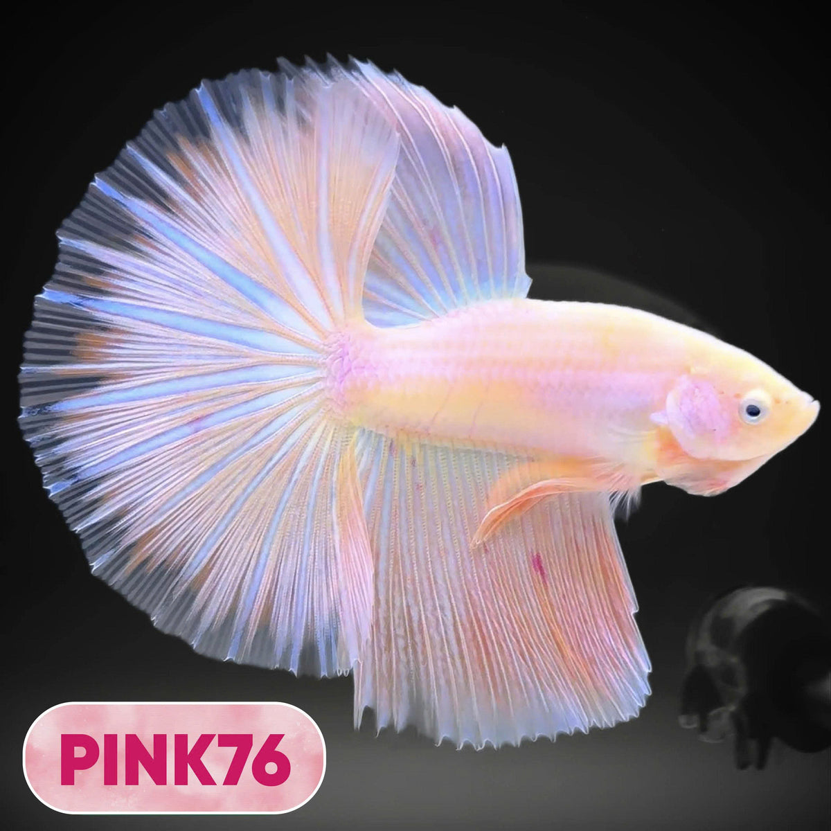 Pink Halfmoon Male Betta Fish | You Pick Fish | Order Directly From Farm