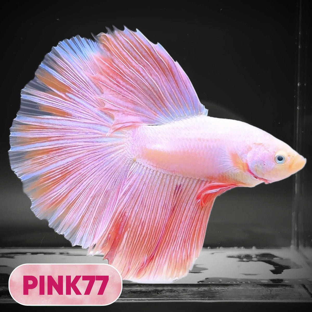 Pink Halfmoon Male Betta Fish | You Pick Fish | Order Directly From Farm
