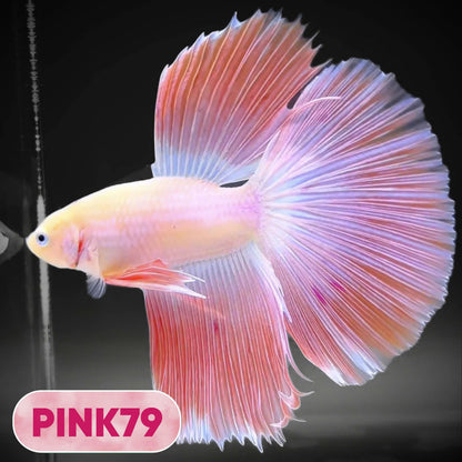 Pink Halfmoon Male Betta Fish | You Pick Fish | Order Directly From Farm